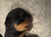 Stunning pedigree Rottweiler cubs