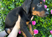 Doberman pups