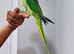 Beautiful hand tamed alexandrine parrots for sale.
