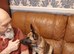 German shepherd puppy 6 Months