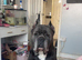 Champion line cane corso pups Reduced !!!!!!