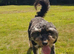 4-Year-Old Female Aussiedoodle - Looking for a Loving Home