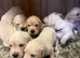 Exceptional Golden Retriever puppies