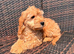 Cockapoo puppies 1 boy available