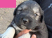 6 stunning puppies for sale ready to leave 17th August.