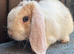 Young Mini Plysh Lops available. Hypoallergenic fur.