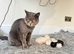 British Shorthair kittens BSH £350