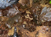 Asian Forest Scorpions for sale