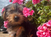 Beautiful Yorkie pups looking for there forever homes