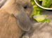 Mini lop