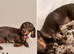 Miniature Dachshund Puppies