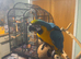 1 year old hand reared tame blue and gold macaw