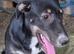RONA - a Lovely Girl, for a Loving Home