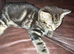 Tabby boy