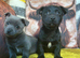 Beautiful pure breed puppies