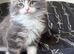 Mainecoon kittens