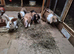 9 Baby Bunnies 12 Weeks Old Northampton