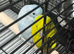 Baby parrotlets Glasgow