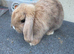 5 month old mini lop female