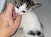 1 tabby and white females
