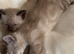 Lovely cute Siameese cross  Maincoon