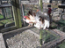 Serama bantam hatching eggs