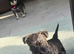 Beautiful Wowzer pups