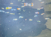 Mix metalic guppies