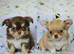 Stunning Russian/Thai long coat puppies
