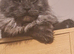 Maine Coon