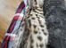 Very beautiful Bengal boy