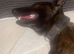Belgian Shepard x Malinois