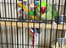Baby alexandrine