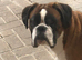 Megan boxer spayed