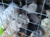 Ferrets for sale
