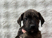 9 Weeks Old Staffy Pups