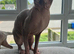 Outstanding Canadian Sphynx Male Available