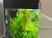 30 litre fish tanks fully planted