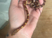 Baby corns
