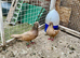Afghan pigeon