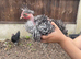 5 naked neck chickens