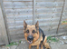 German Shepherd Puppies