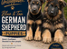 Blue and tan german shepherd puppies