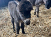 Adorable Miniature Mediterranean Jack