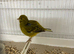 Fife canaries