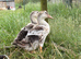 Silver Appleyard growers