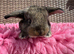 Two litters Giant pure bred French lop rabbits