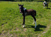 Connemara x native cob