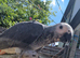 Hand-Reared Baby African Grey Parrot Looking for Forever Home!
