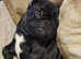 2 yr old Black Pug for stud